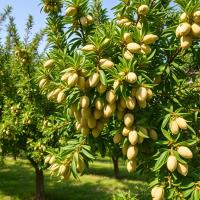 اسید فسفریک برای پسته