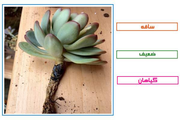 ساقه ضعیف