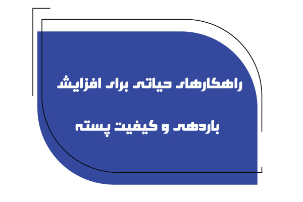 افزایش کیفیت پسته 