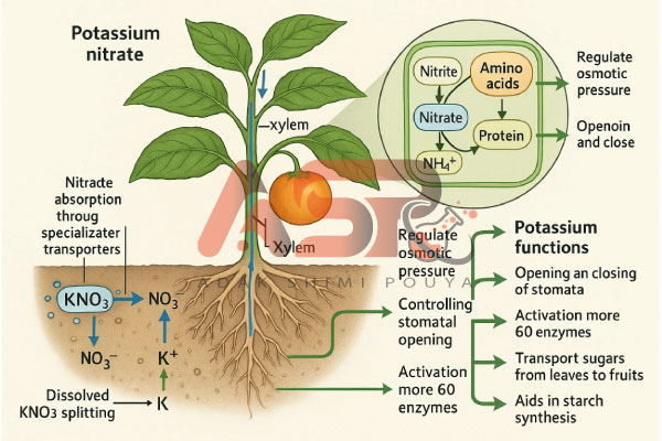 مکانیسم عملکرد گیاه