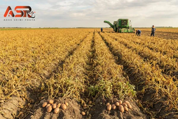 یکنواختی در زمان برداشت 