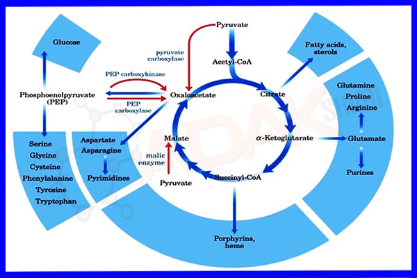 چرخه تولید اسید سیتریک آبدار